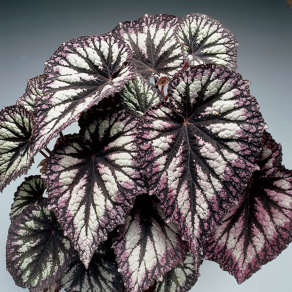 Coleus Seeds Veined Silver