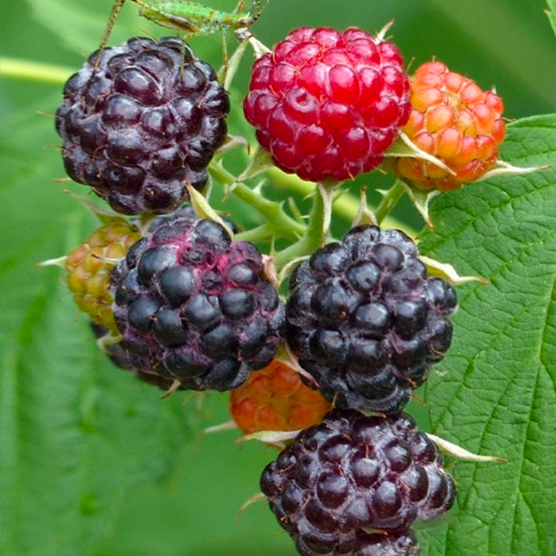 Raspberry Organic Natural Seeds