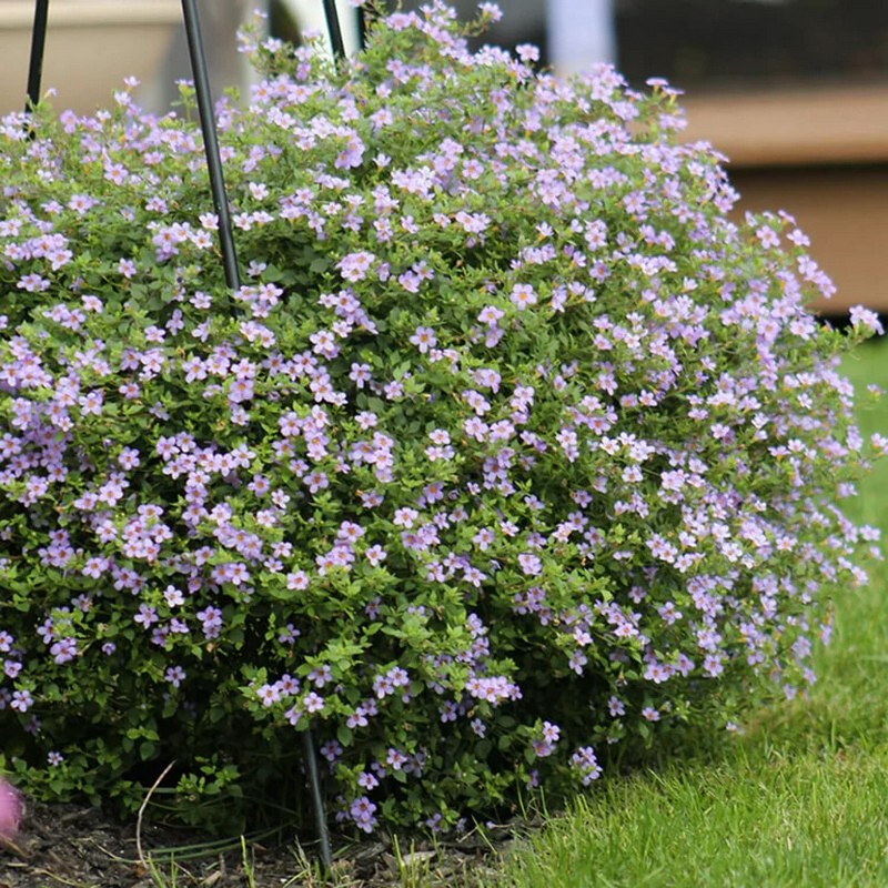 Bacopa Flower Seeds