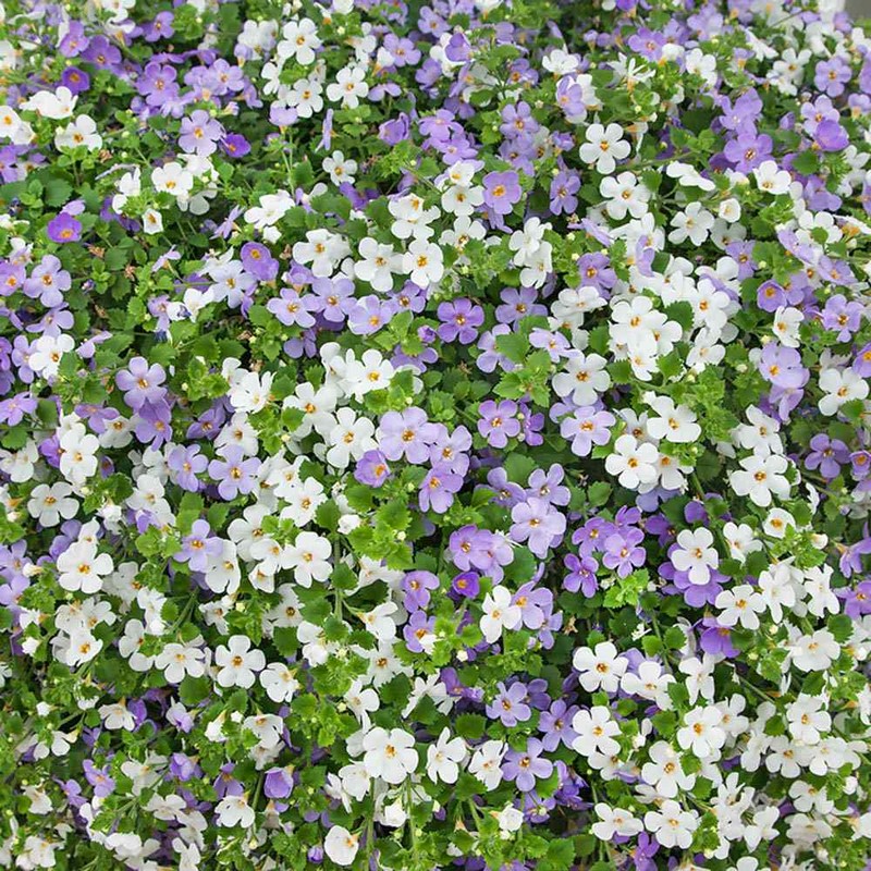 Bacopa Flower Seeds