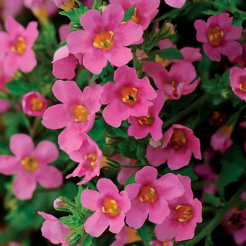Bacopa Flower Seeds