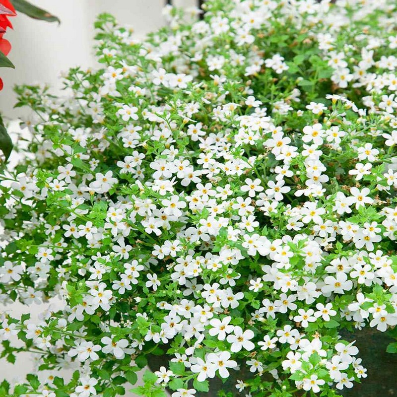 Bacopa Flower Seeds