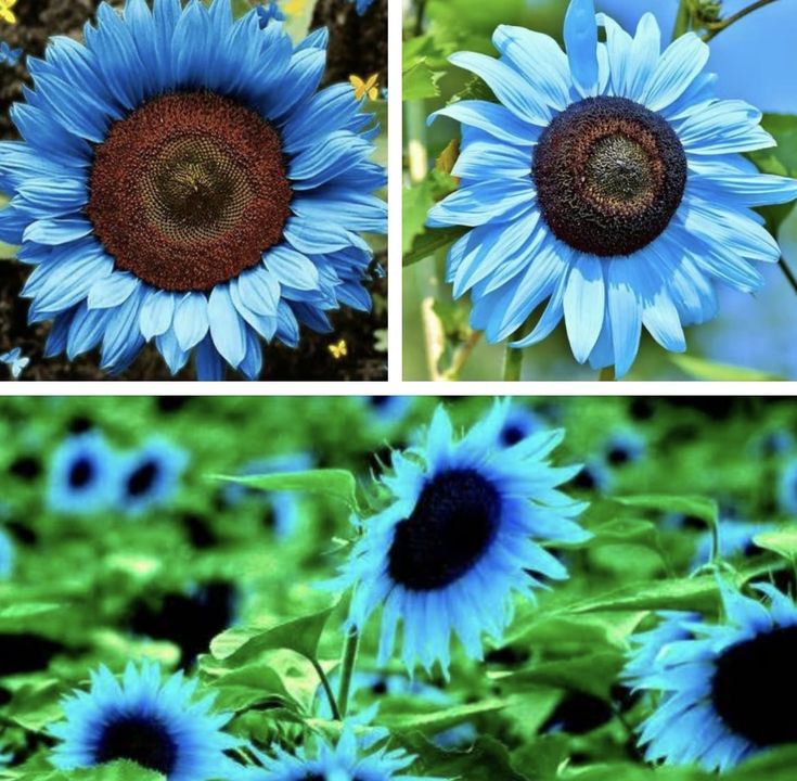 Bright Blue Sunflower Seeds