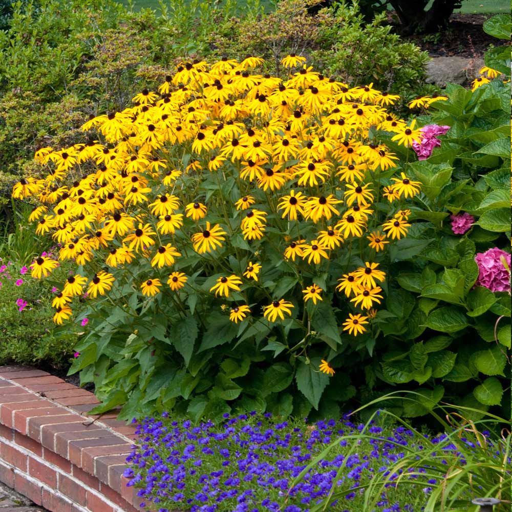 Black-Eyed Susan