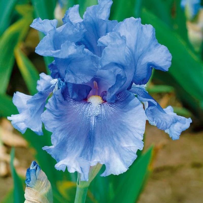 🌼 Iris - Easy to Grow Perennial-Flower Seeds