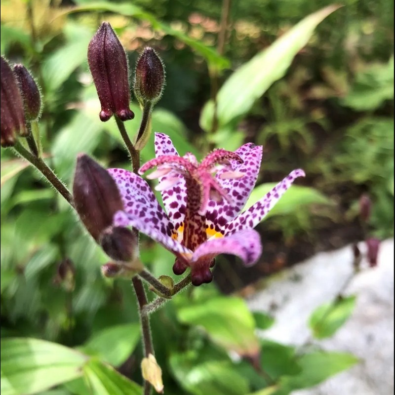 Blue Wonder Toad Lily Seeds