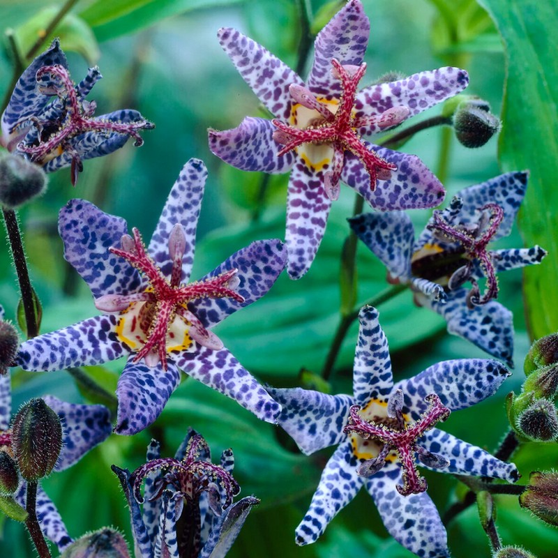 Blue Wonder Toad Lily Seeds