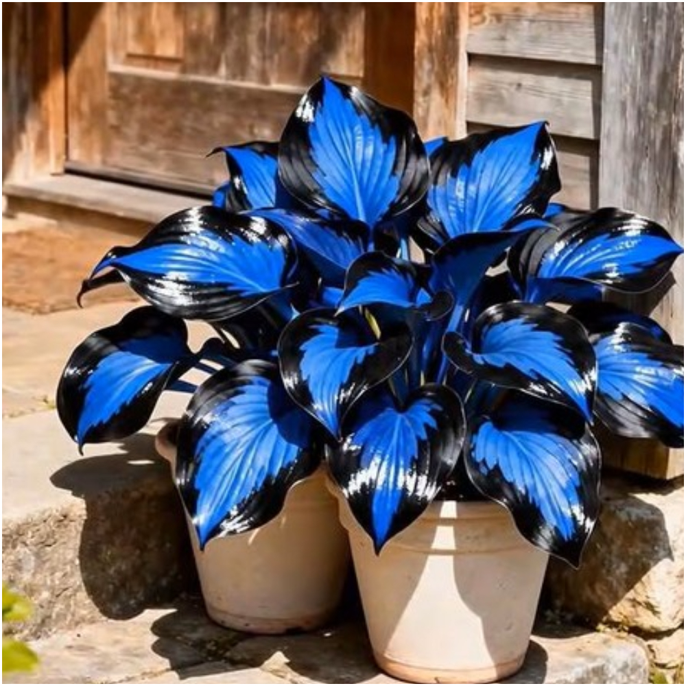 💙 Midnight Blue Heart Hosta Seeds Perennial Shade Plant