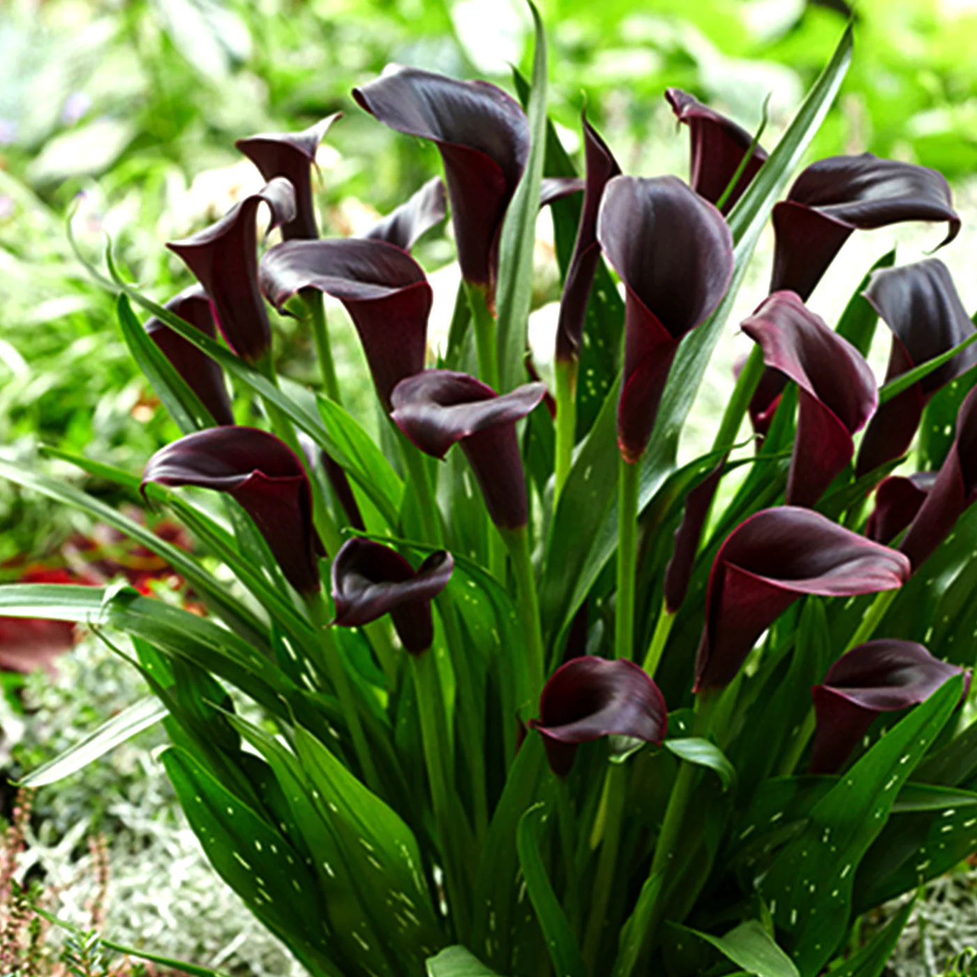 Egrow 50pcs Calla Lily Seeds