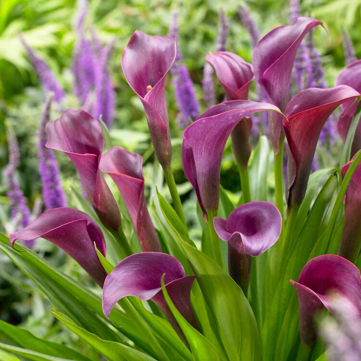 Egrow 50pcs Calla Lily Seeds