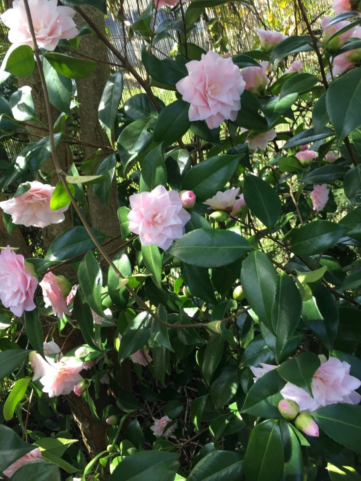 Camellia Japonica Seeds🚴