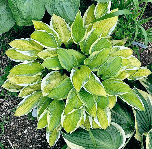 Captain's Adventure Hosta