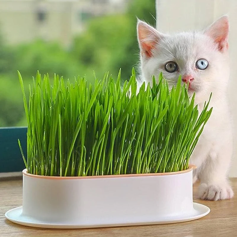 Cat Grass Seeds