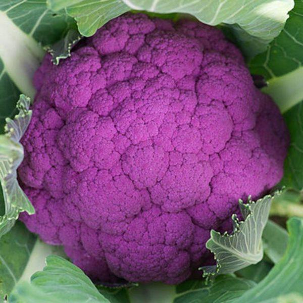 Non-GMO Purple Cauliflower Seeds Graffiti F1