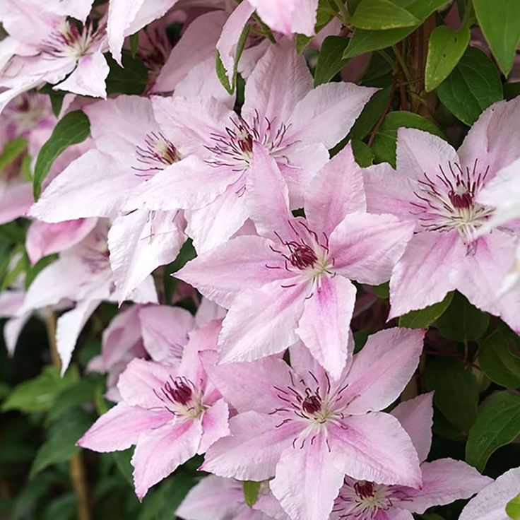 Clematis Flower Seeds Perennial Vines Climbing Clematis Plant Seed