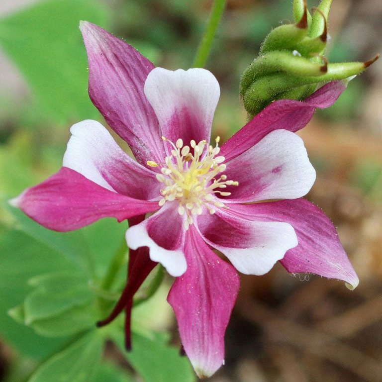 Columbine Seeds | Perennial Flower Seed