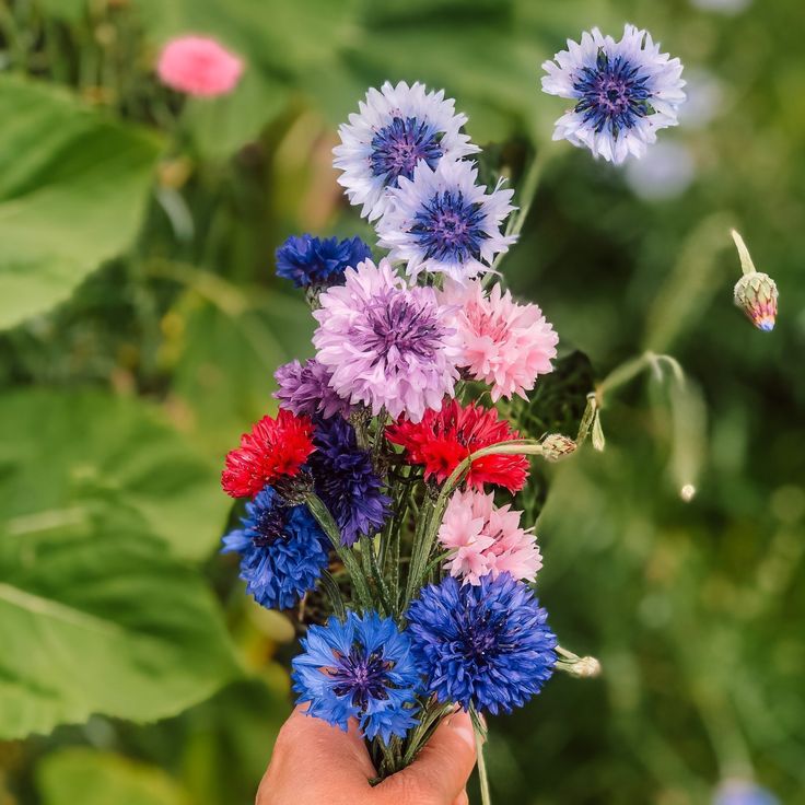 Flower Planting Mix💐Cornflower Seeds