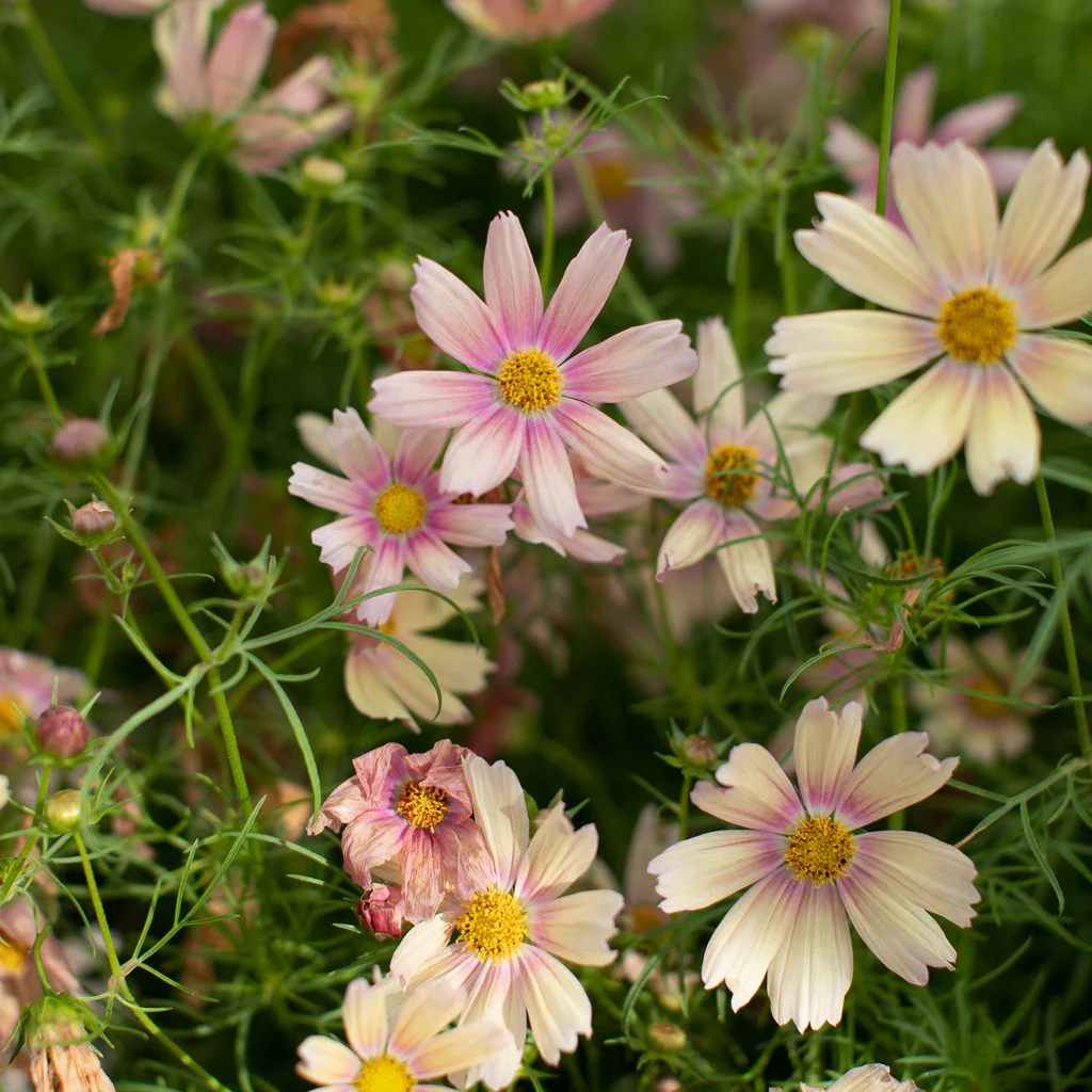 Apricot Lemonade Cosmos Seeds