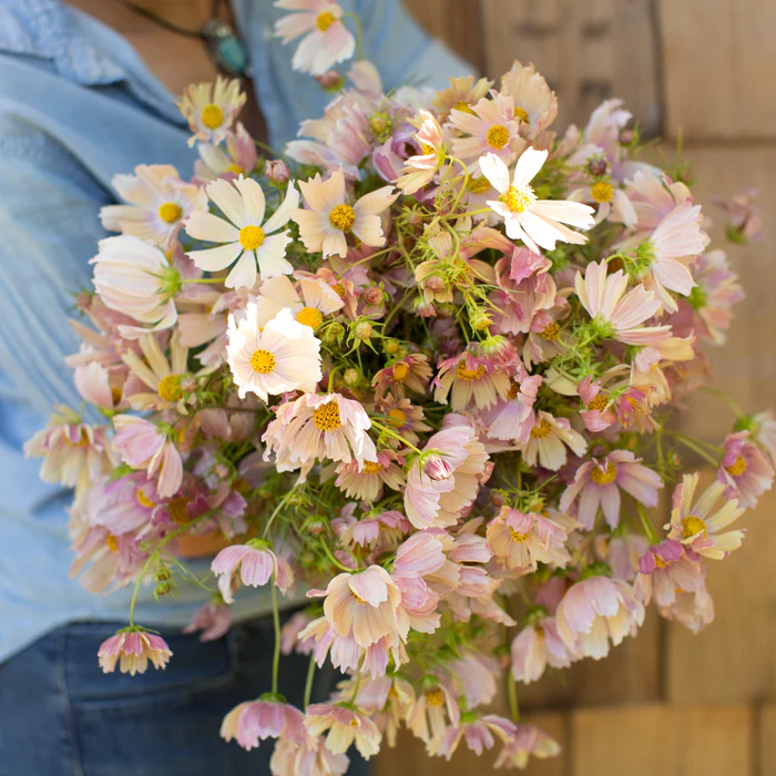 Apricot Lemonade Cosmos Seeds