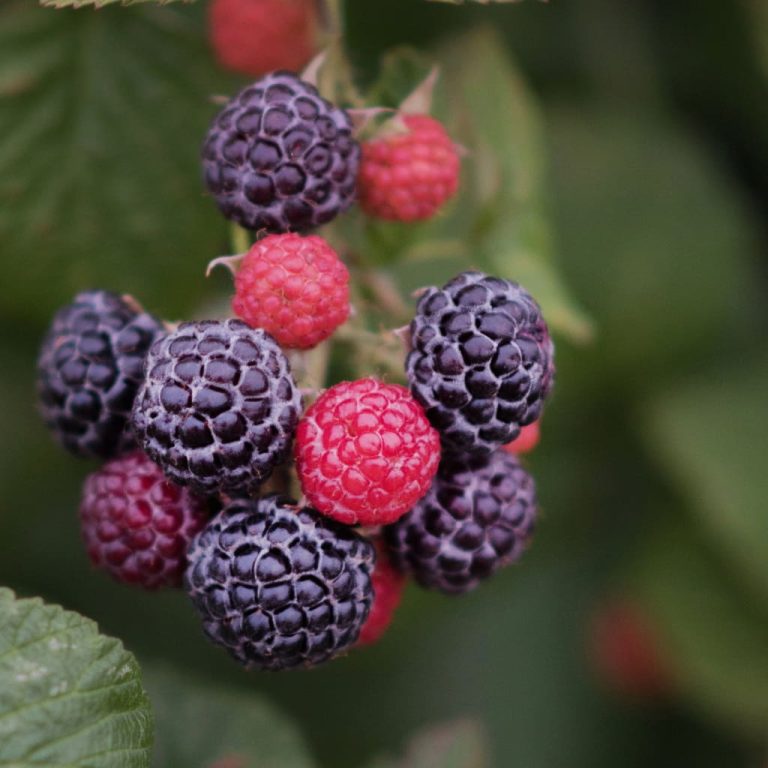 Raspberry Organic Natural Seeds