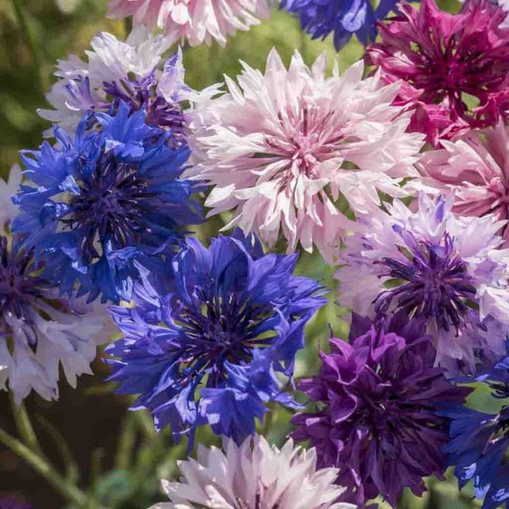 Flower Planting Mix💐Cornflower Seeds