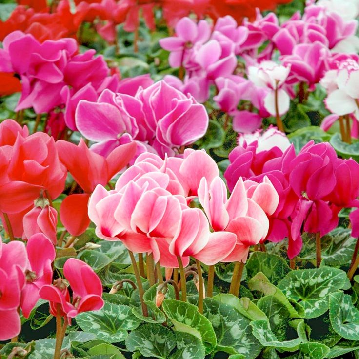 🩷Cyclamen Flower Perennial Flowering Plants Seeds
