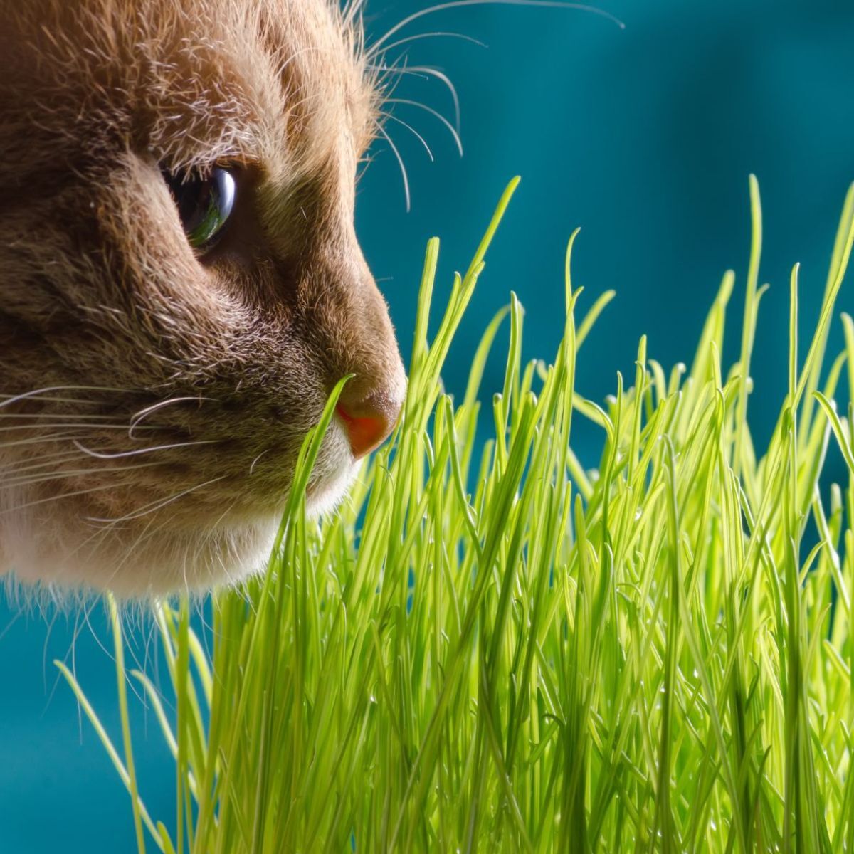 Cat Grass Seeds