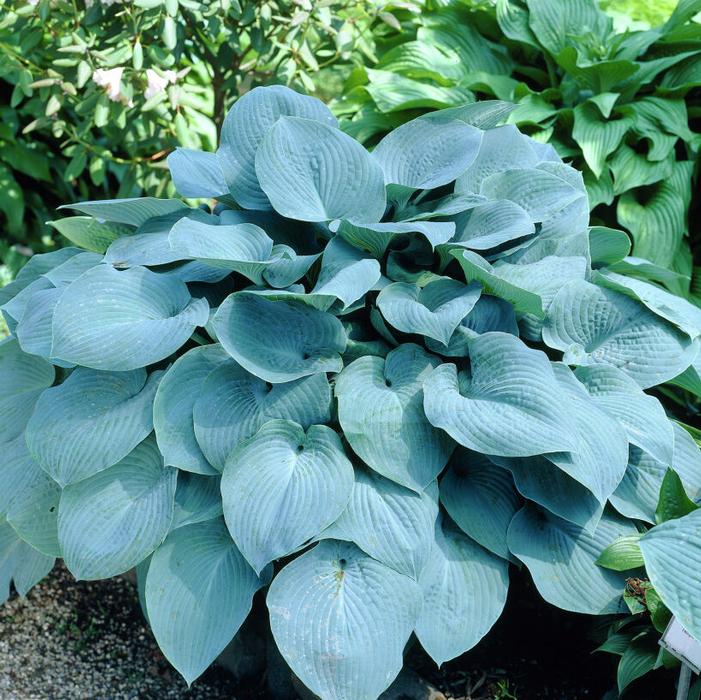 Halcyon Hosta