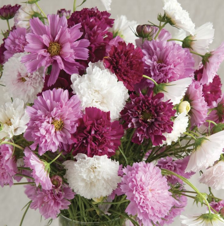 Outsidepride Cosmos Bipannutus Double Click Garden & Cut Flower Seed Mix - 50 Seeds