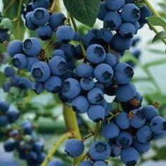 Sweet High Bush Blueberry Tree Seeds