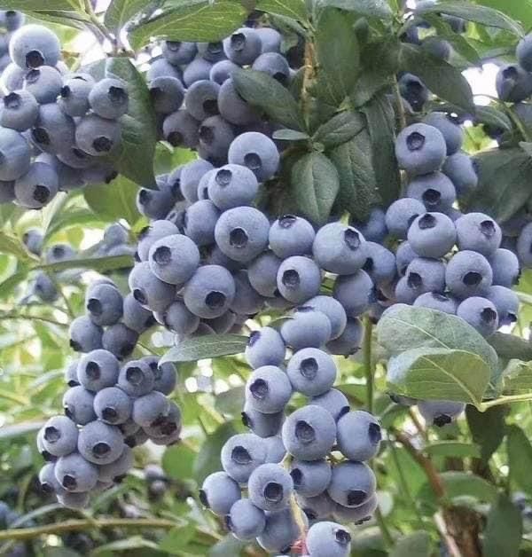 Sweet High Bush Blueberry Tree Seeds
