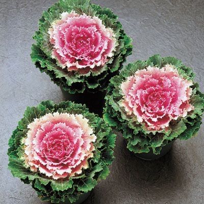 Ornamental Kale🦚Autumn Mix Seeds Non-Gmo