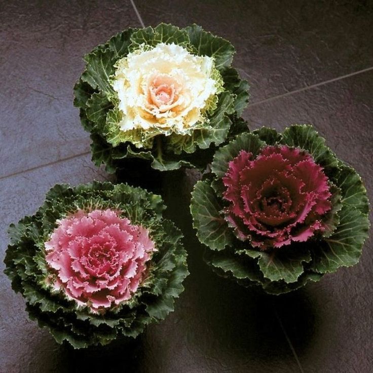 Ornamental Kale🦚Autumn Mix Seeds Non-Gmo