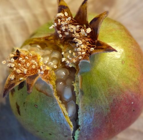 Winter Special ☃️👋White Pomegranate Seeds✨Planting success rate 98%