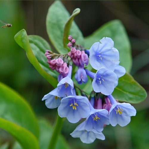 Virginia Bluebells