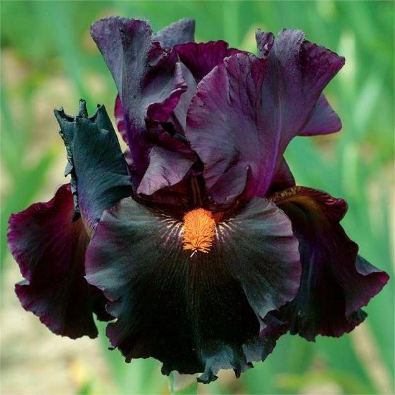 🌼 Iris - Easy to Grow Perennial-Flower Seeds