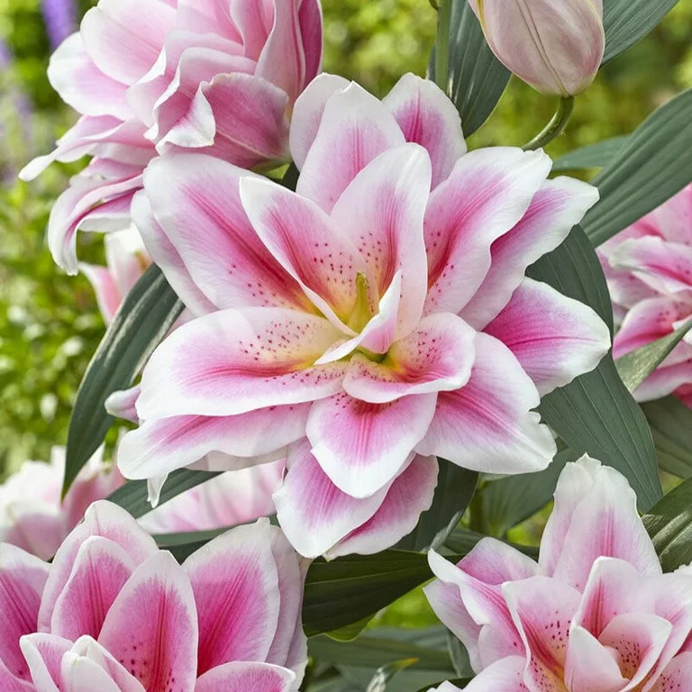 💐Rare Perfume Lily Seeds