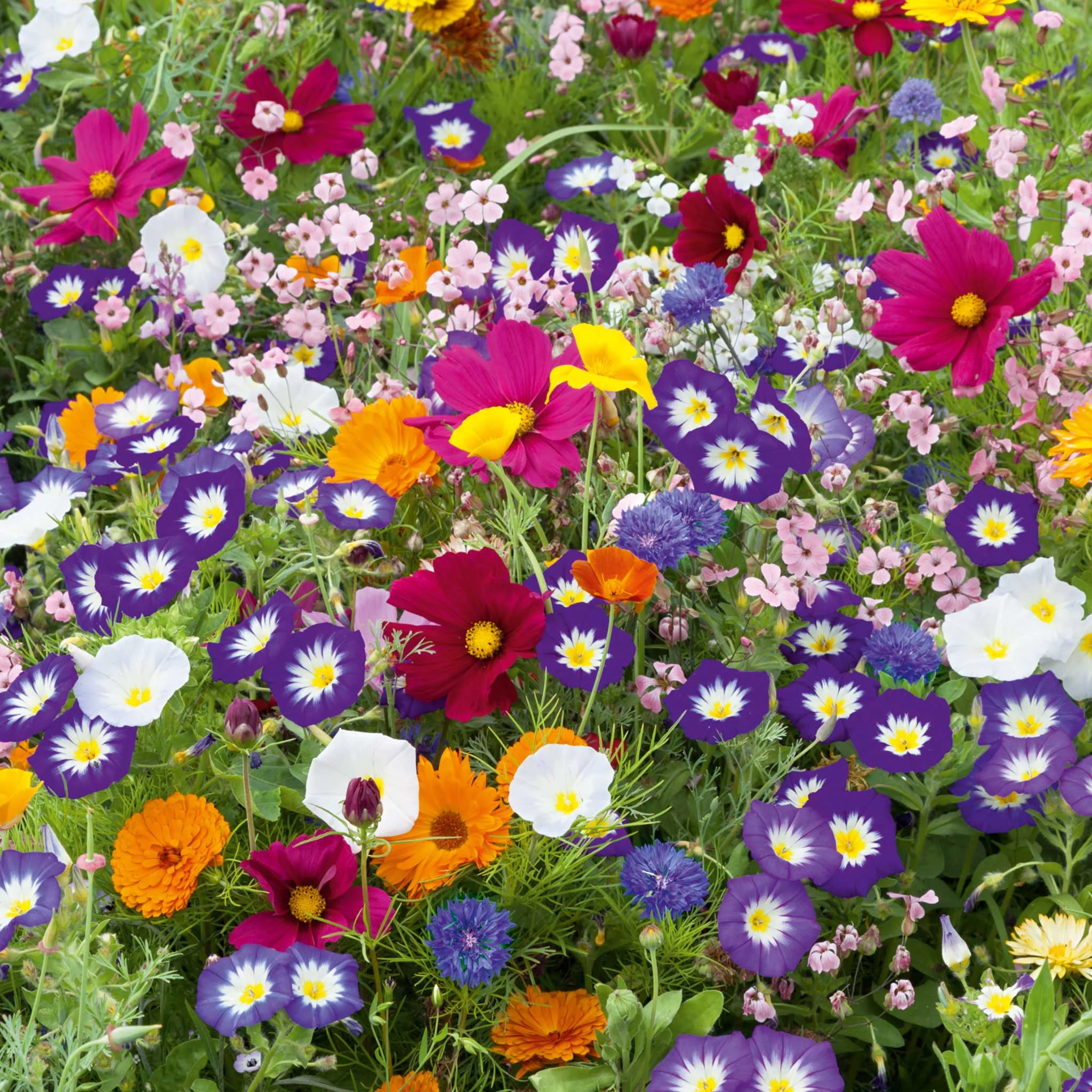 First Year Flowering Mixed Perennial Wildflower Seeds