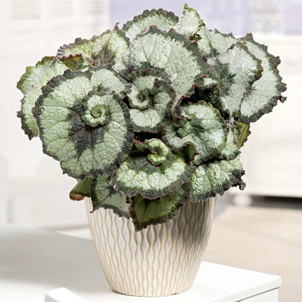 Green Coleus Begonia Flower Seeds