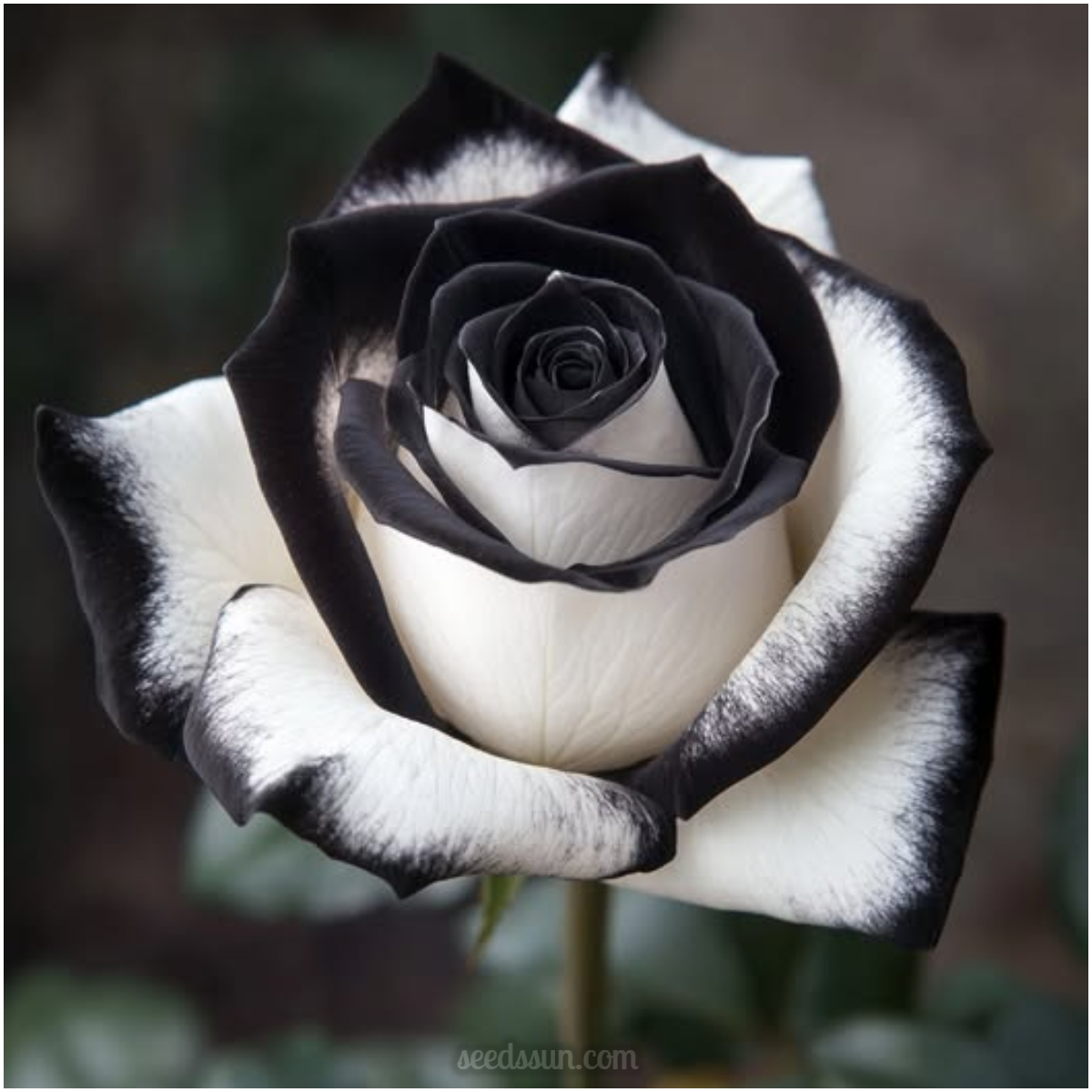 Black & White Hybrid Roses Seeds