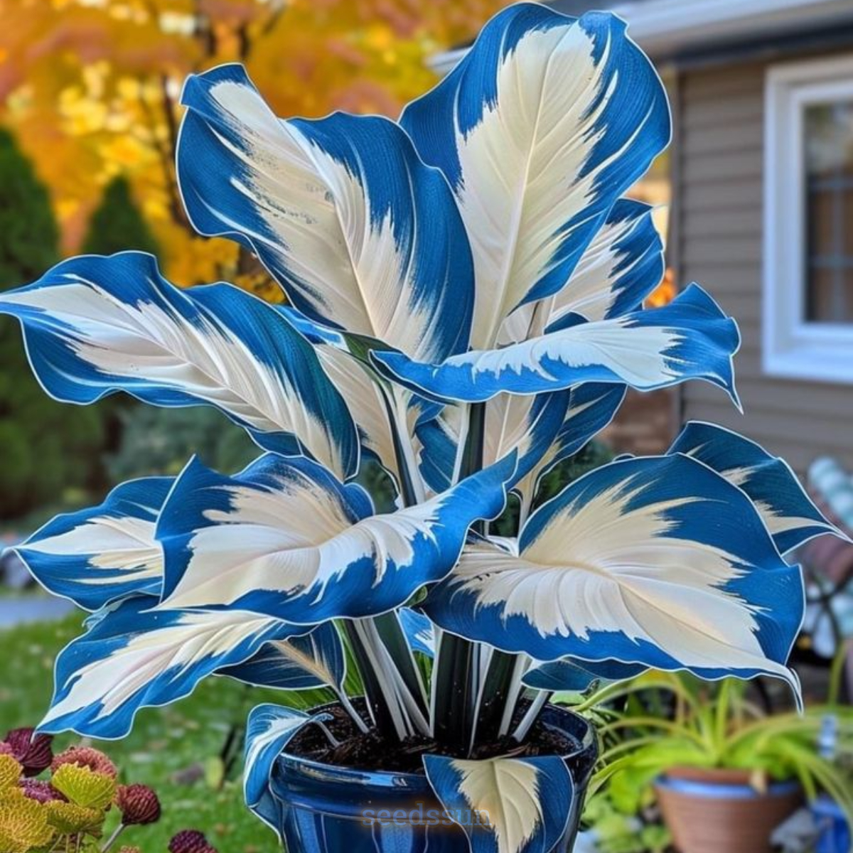 Rainbow Veil Caladium