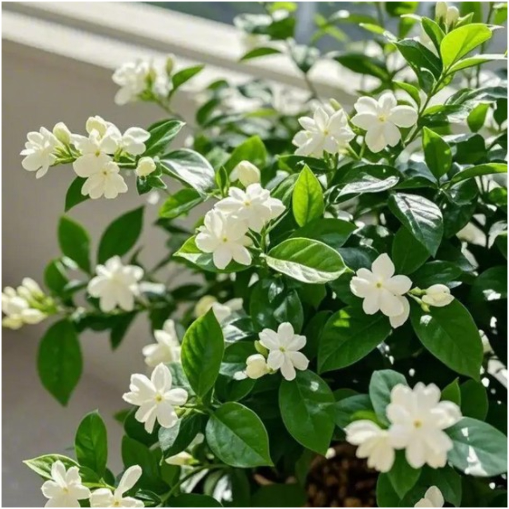 Magical Jasmine Seeds - Fill Your Home with Fragrance!