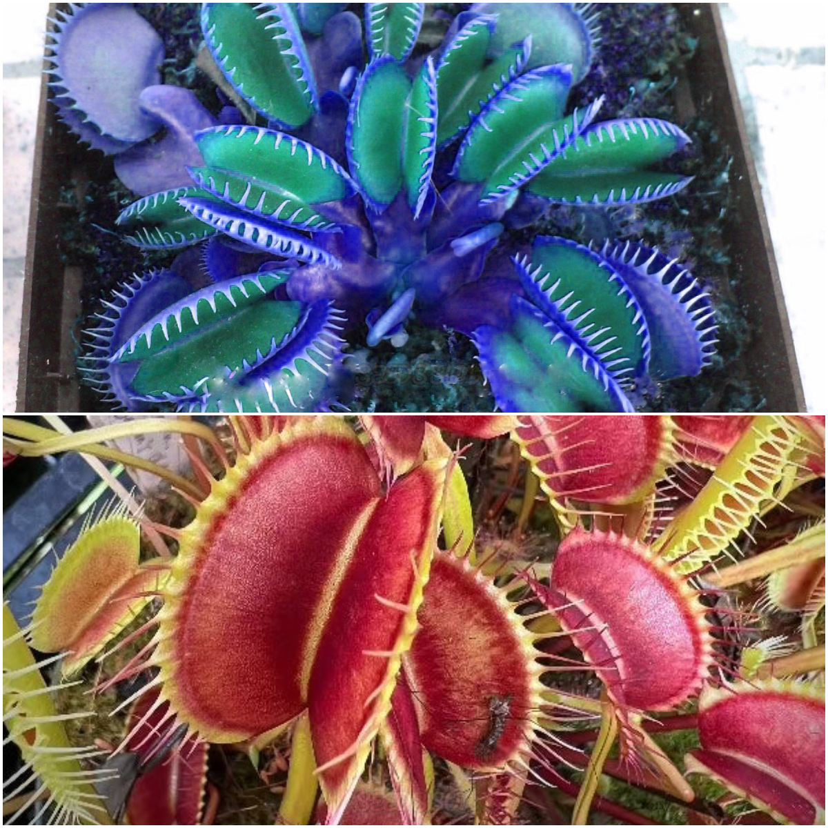 Venus Flytrap & Insectivorous Plant Seeds