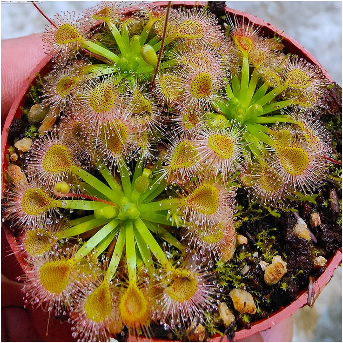 Venus Flytrap & Insectivorous Plant Seeds