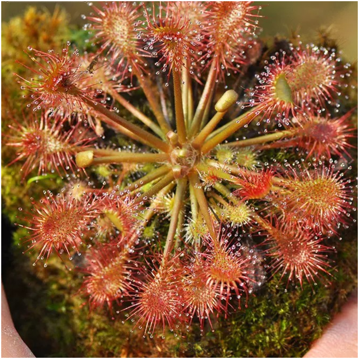 Venus Flytrap & Insectivorous Plant Seeds