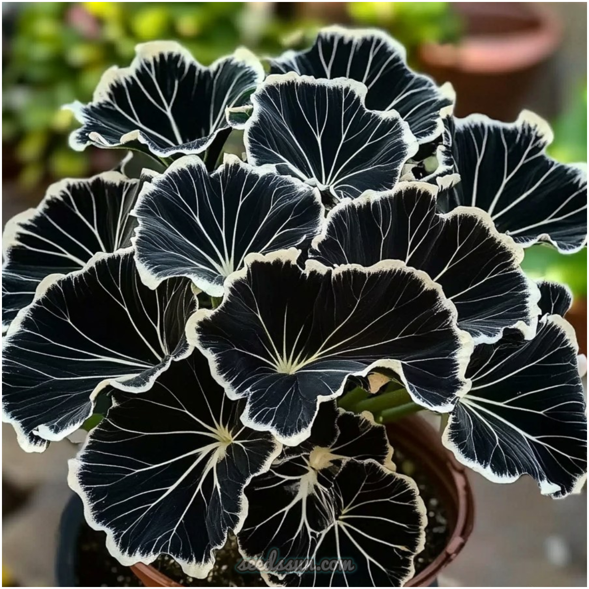 Midnight Star Alocasia Seeds - 'Black Velvet'