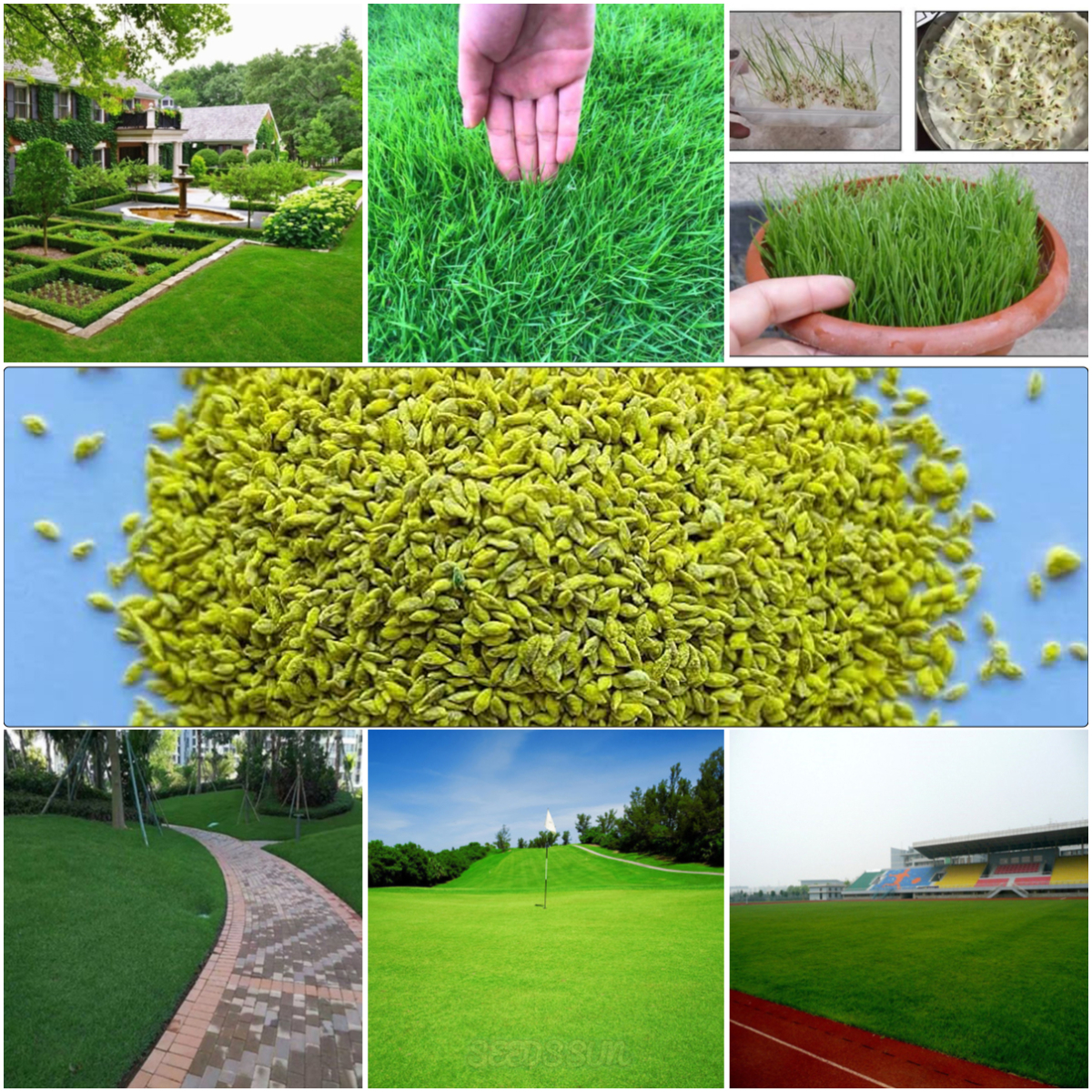 Bermuda Grass Seeds