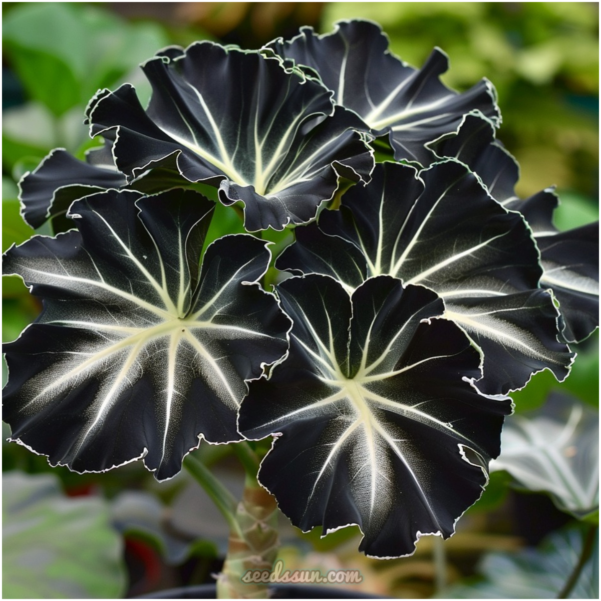 Midnight Star Alocasia Seeds - 'Black Velvet'