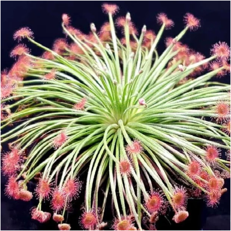 Drosera Derbyensis - Octopus Plant Petiolaris-Complex Carnivorous Very RARE 5 seeds - Tiny seeds Limited !
