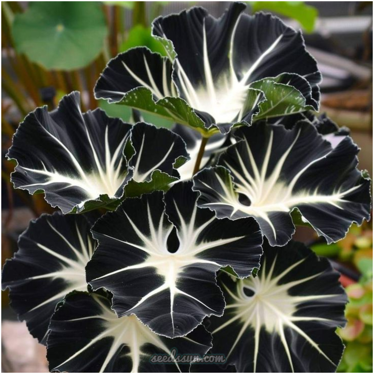 Midnight Star Alocasia Seeds - 'Black Velvet'